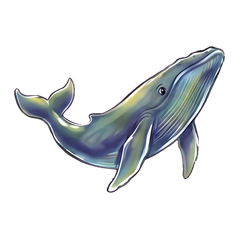 Whale tier